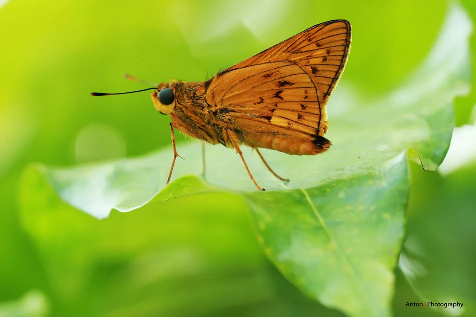 butterfly : Istirahat Siang