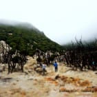 Hutan Mati Gunung Papandayan #2